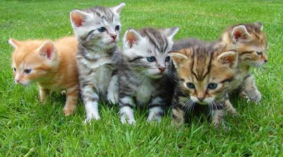image for Fall Kittens