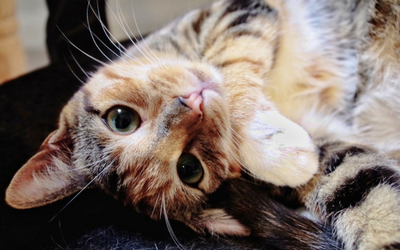 image for June is Adopt a Shelter Cat Month!