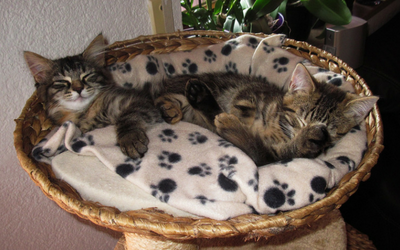 image for June is Adopt-A-Shelter-Cat Month